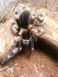 hamorii ex smithi