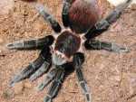 Brachypelma vagans