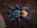 Chromatopelma cyaneopubescens