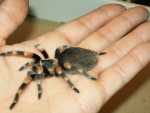 Smithi