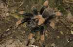 Brachypelma emilia